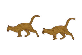 Abyssinian Cat Chasing Another Abyssinian Cat
