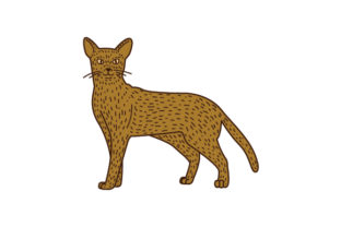 Abyssinian Cat Sitting Up. Line Art and Color