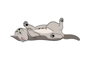 Cat Laying on Its Back