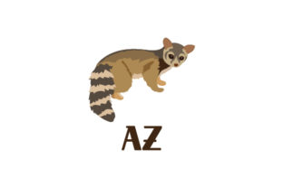 Ring-tailed Cat AZ